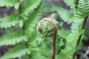 An unfurling fern frond. Copyright: Hayes Photography