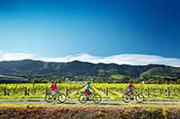 Cycling the Wine Trail in Nelson New Zealand. Copyright: Dean McKenzie