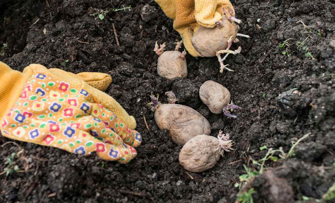 Plant your seeded potatoes for free potatoes