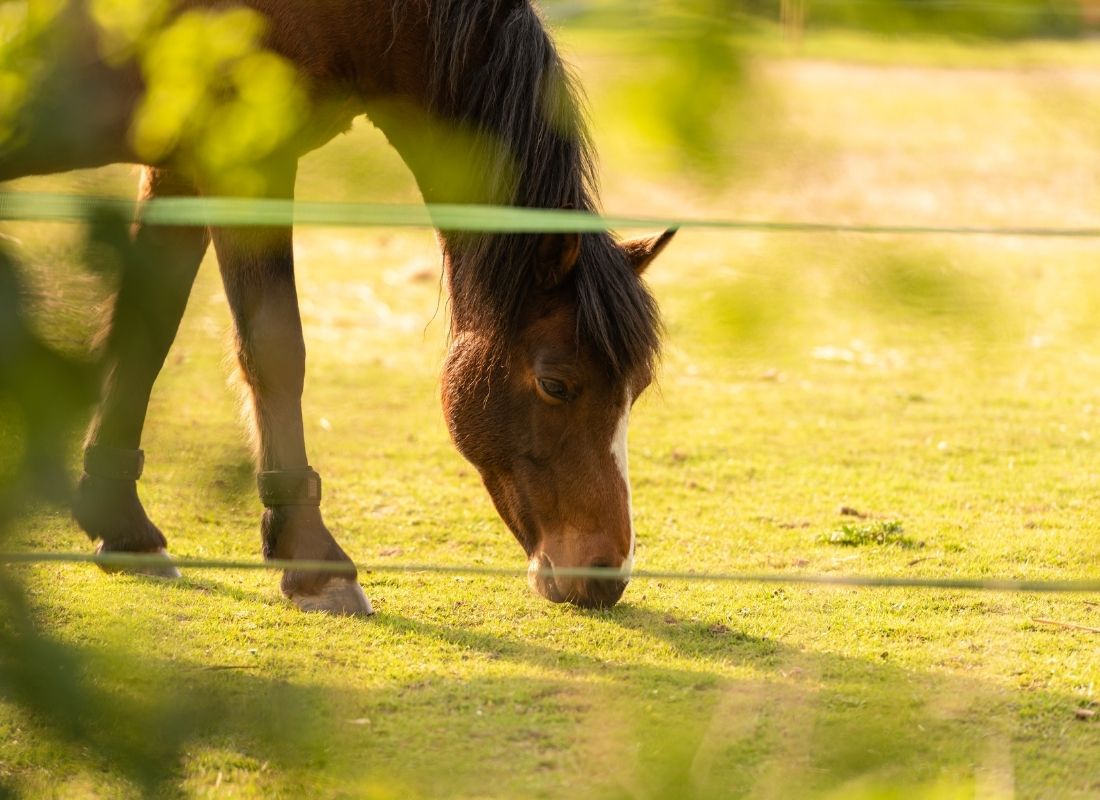 Creating a Safer Future for Horses in New Zealand: Smarter Fencing for Happy, Healthy Herds