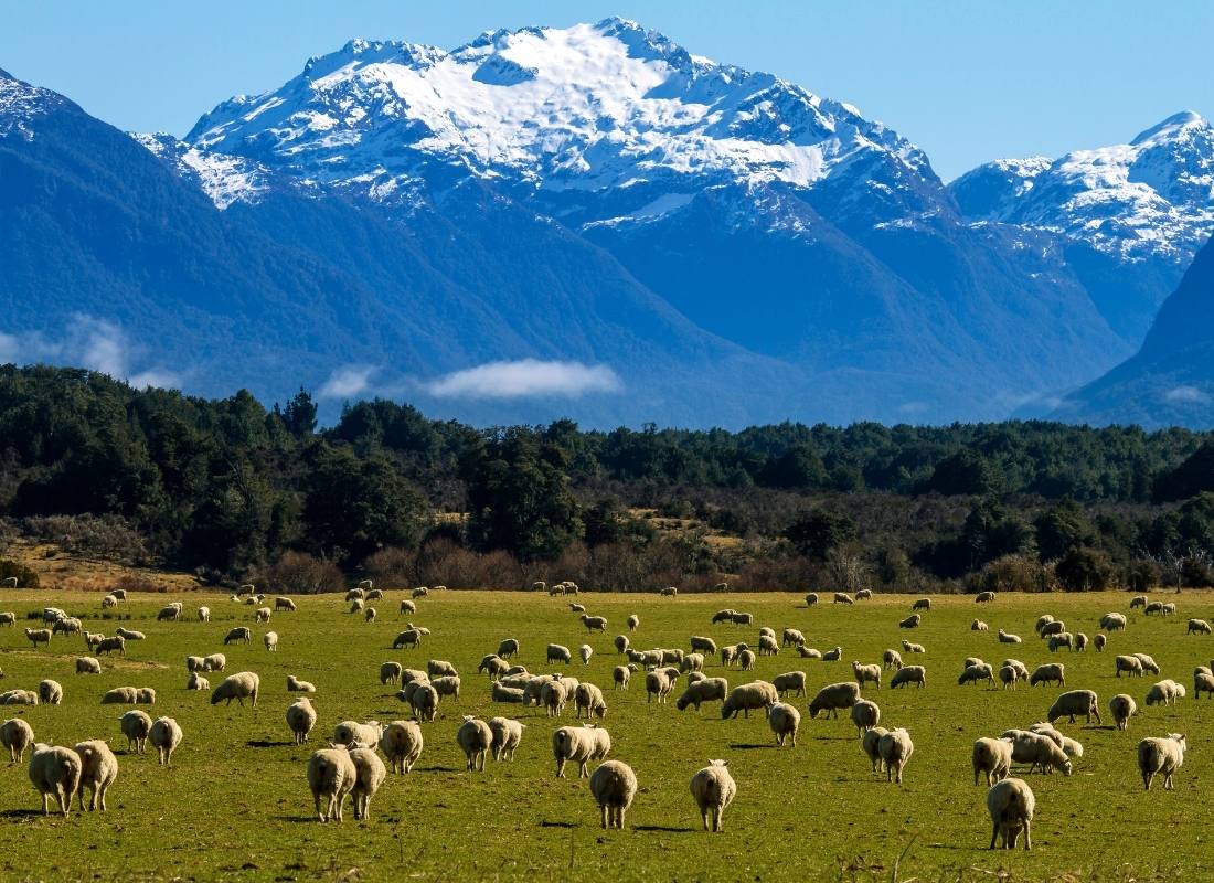 My True Experience in New Zealand