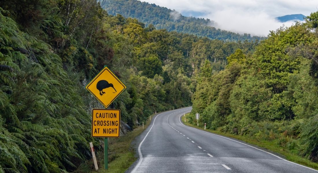 The Art of the Kiwi Road Trip: Exploring New Zealand the Easy Way