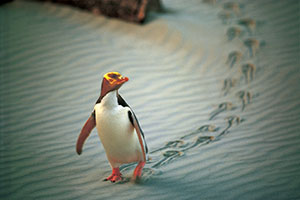 Copyright: Tourism New Zealand. Penguins in Otago, New Zealand