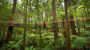 Treewalk in the Redwoods Forest in Rotorua, New Zealand. Copyright: Tourism Media.
