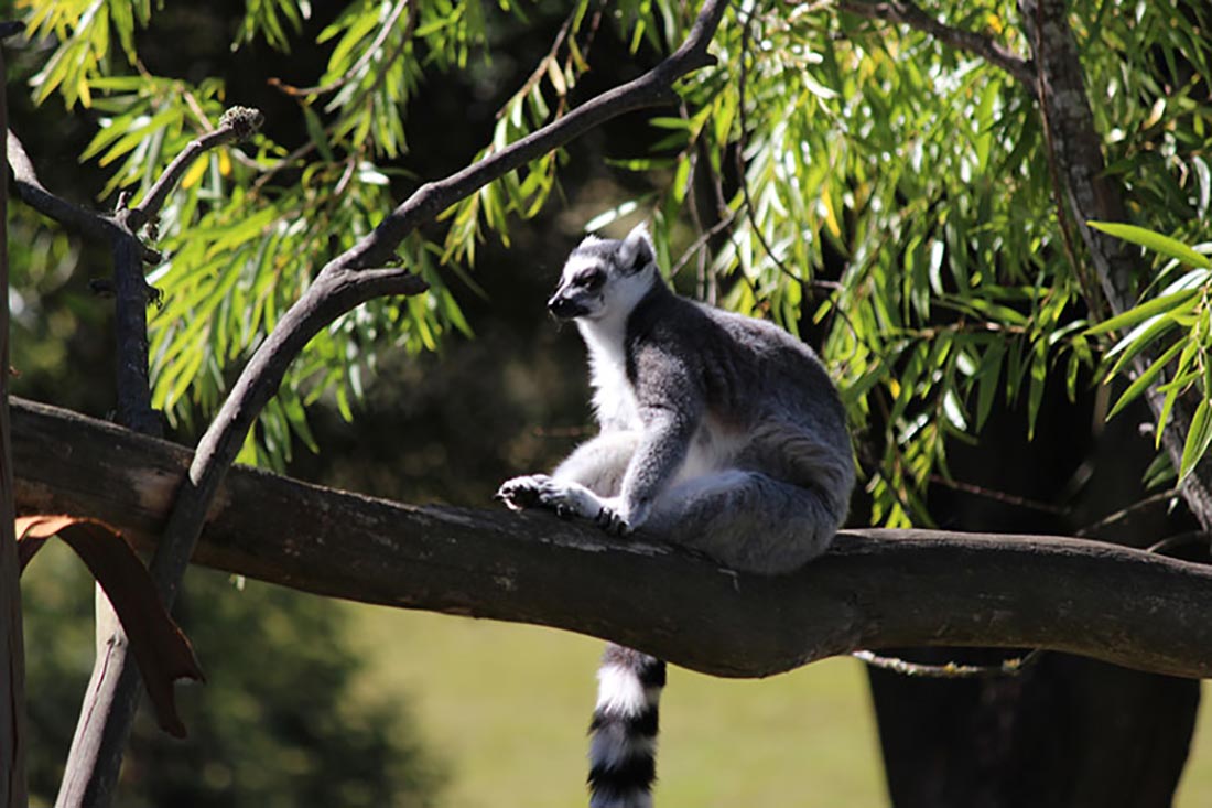 Lemur at Orana Wildlife Park in Christchurch. Copyright: Hayes Photography
