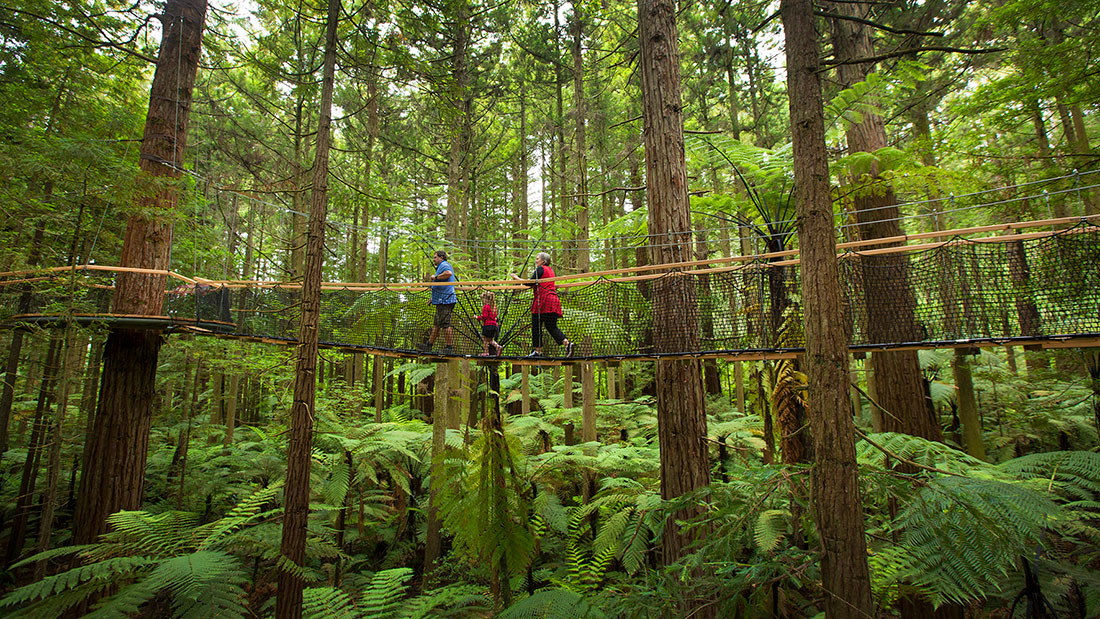 Giant Redwood Trees in Rotorua, New Zealand. Copyright: Tourism Media